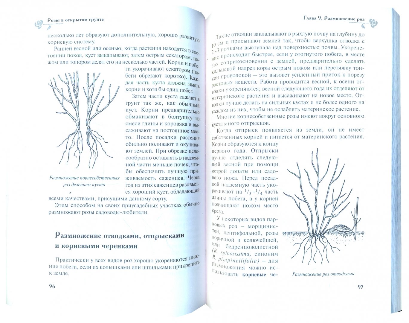 Иллюстрация 1 из 6 для Розы в открытом грунте - Медведев, Крупина | Лабиринт - книги. Источник: Лабиринт