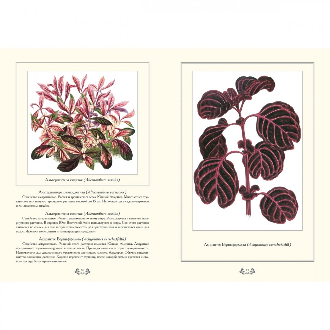 Иллюстрация 8 из 10 для Растения с цветными листьями | Лабиринт - книги. Источник: Лабиринт