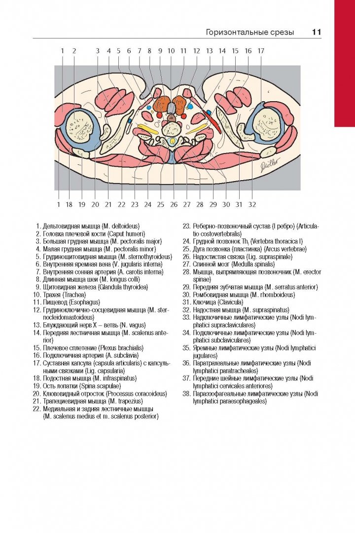 Иллюстрация 6 из 13 для Атлас секционной анатомии человека на примере КТ- и МРТ- срезов. В 3-х томах. Том 2 - Торстен Меллер | Лабиринт - книги. Источник: Лабиринт