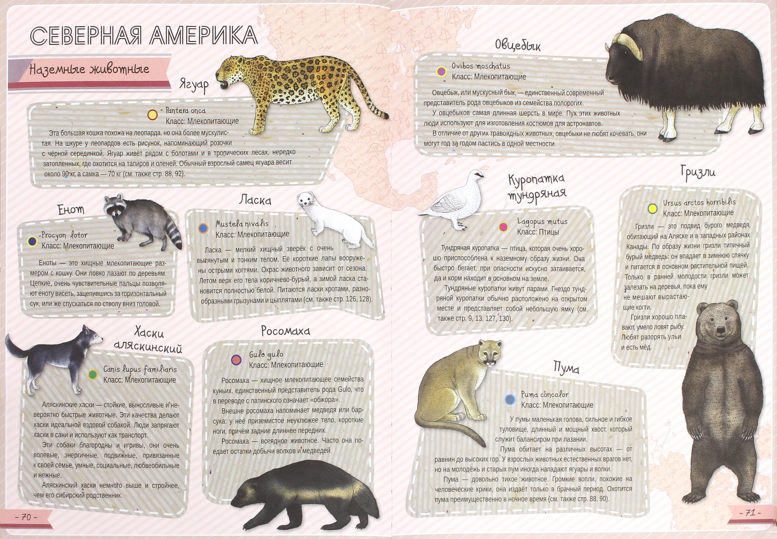 Иллюстрация 1 из 15 для Атлас животных - Ирина Тумко | Лабиринт - книги. Источник: Лабиринт