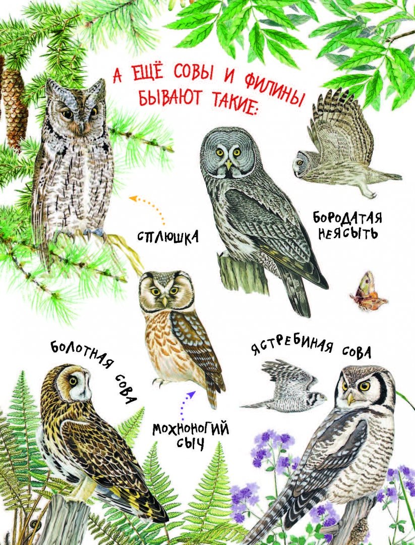 Иллюстрация 8 из 48 для Рассказы и сказки о животных - Житков, Сладков, Сахарнов | Лабиринт - книги. Источник: Лабиринт