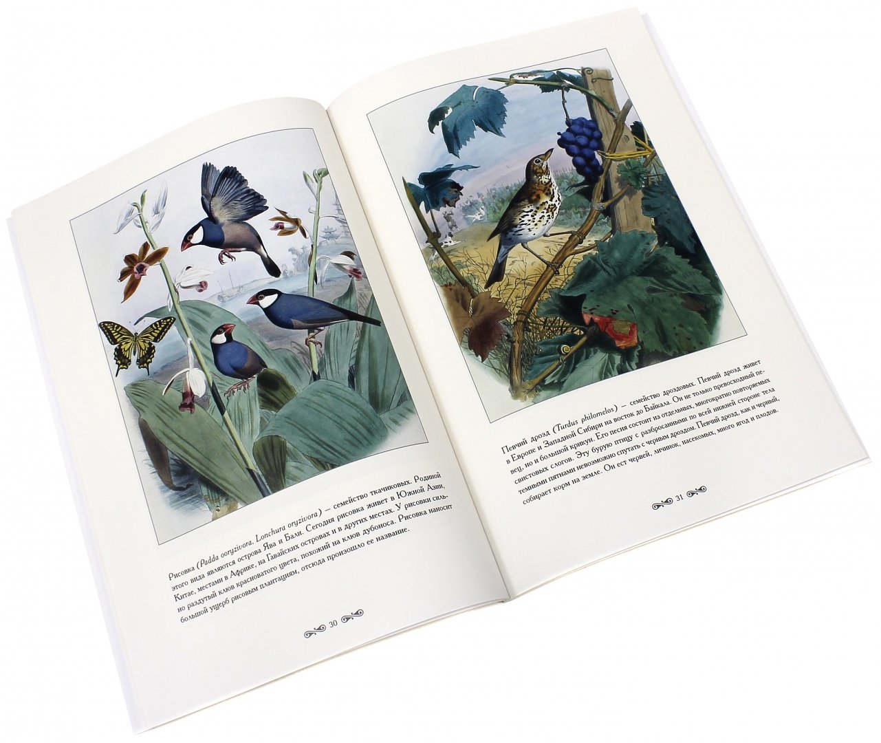 Иллюстрация 1 из 11 для Самые красивые птицы - С. Иванов | Лабиринт - книги. Источник: Лабиринт