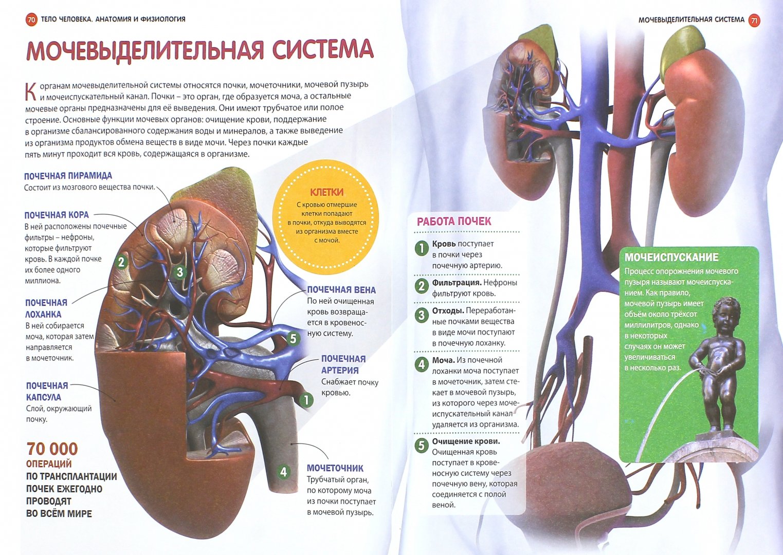 Иллюстрация 1 из 13 для Тело человека. Анатомия и физиология | Лабиринт - книги. Источник: Лабиринт
