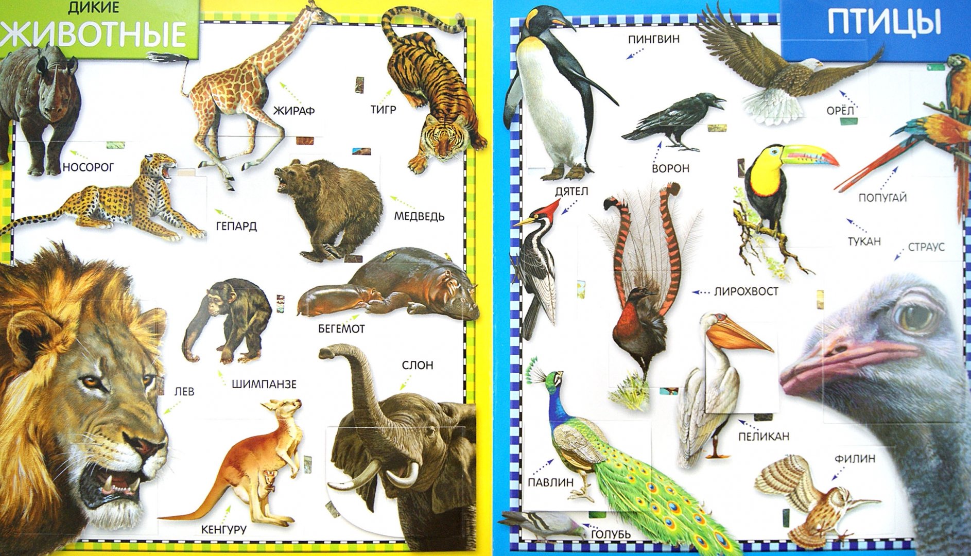 Иллюстрация 1 из 5 для 100 окошек. Животные | Лабиринт - книги. Источник: Лабиринт