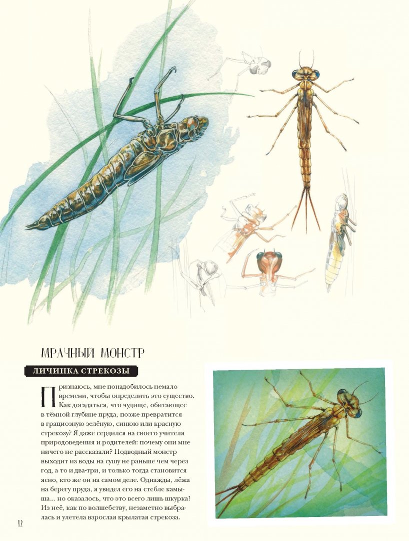 Иллюстрация 10 из 127 для Музей живых насекомых - Франсуа Лассерр | Лабиринт - книги. Источник: Лабиринт