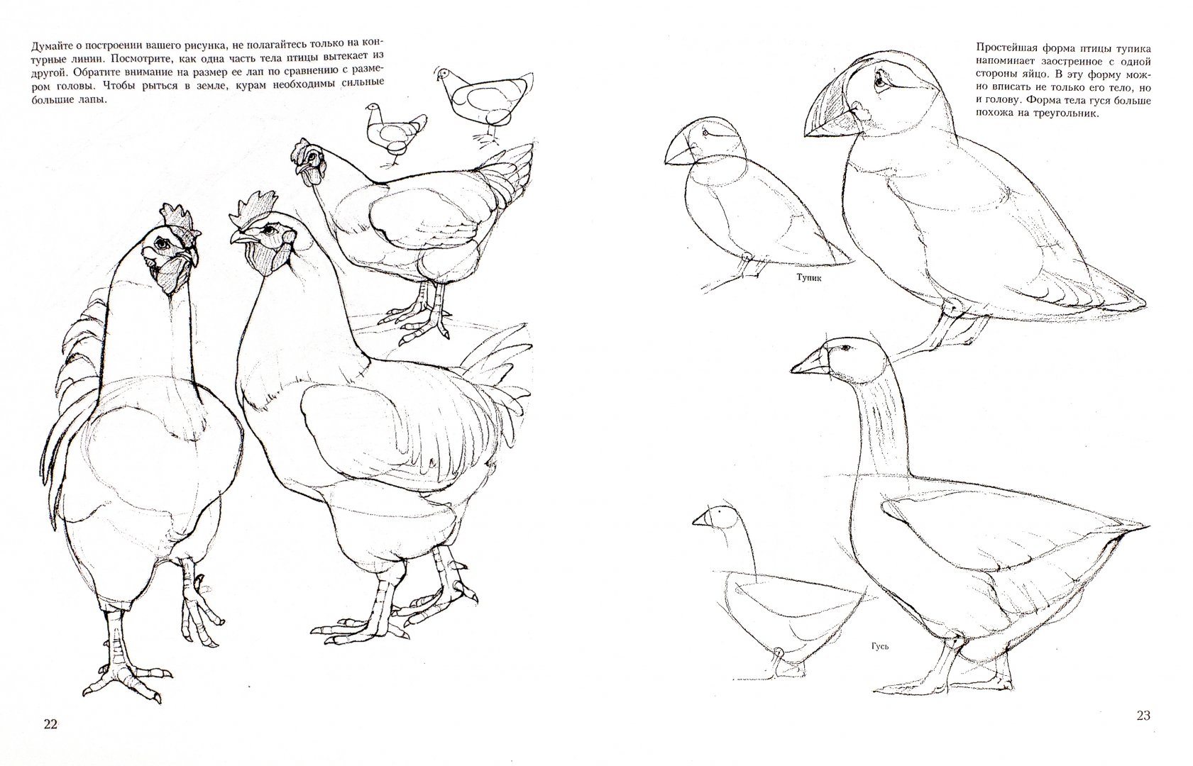 Иллюстрация 1 из 27 для Учитесь рисовать птиц - Дэвид Браун | Лабиринт - книги. Источник: Лабиринт