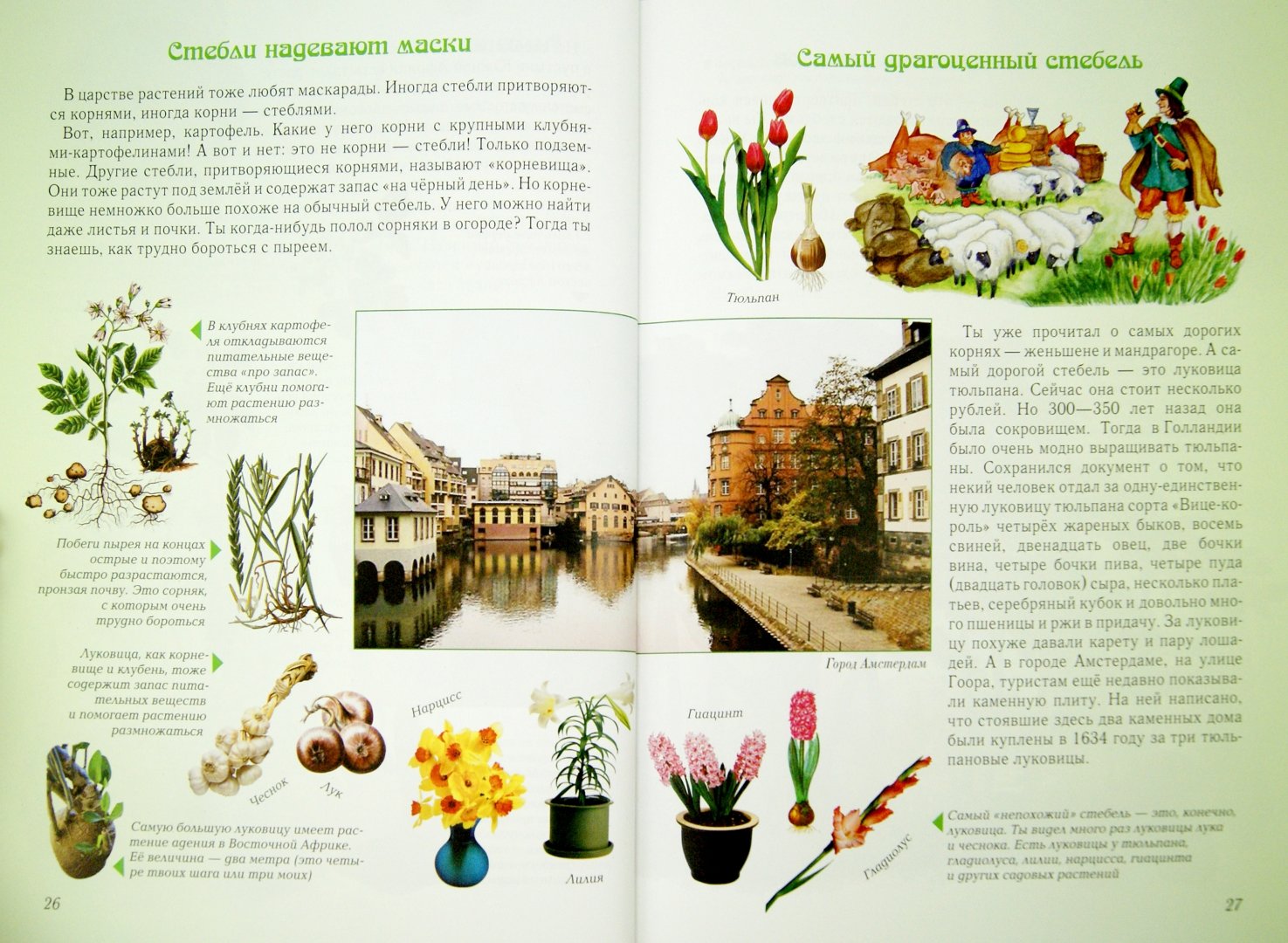 Иллюстрация 1 из 49 для Занимательная ботаника - Светлана Лаврова | Лабиринт - книги. Источник: Лабиринт