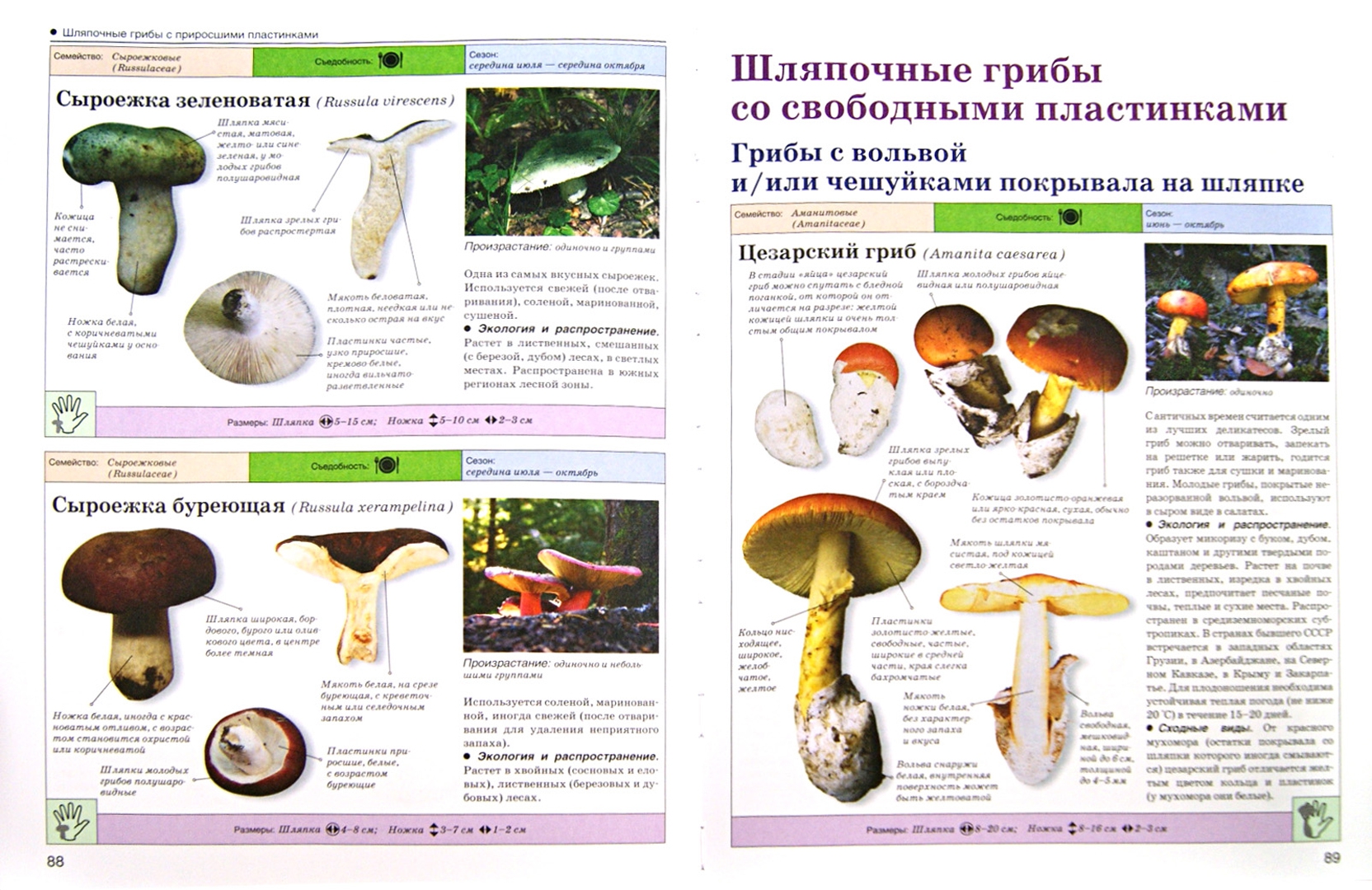 Энциклопедия грибов