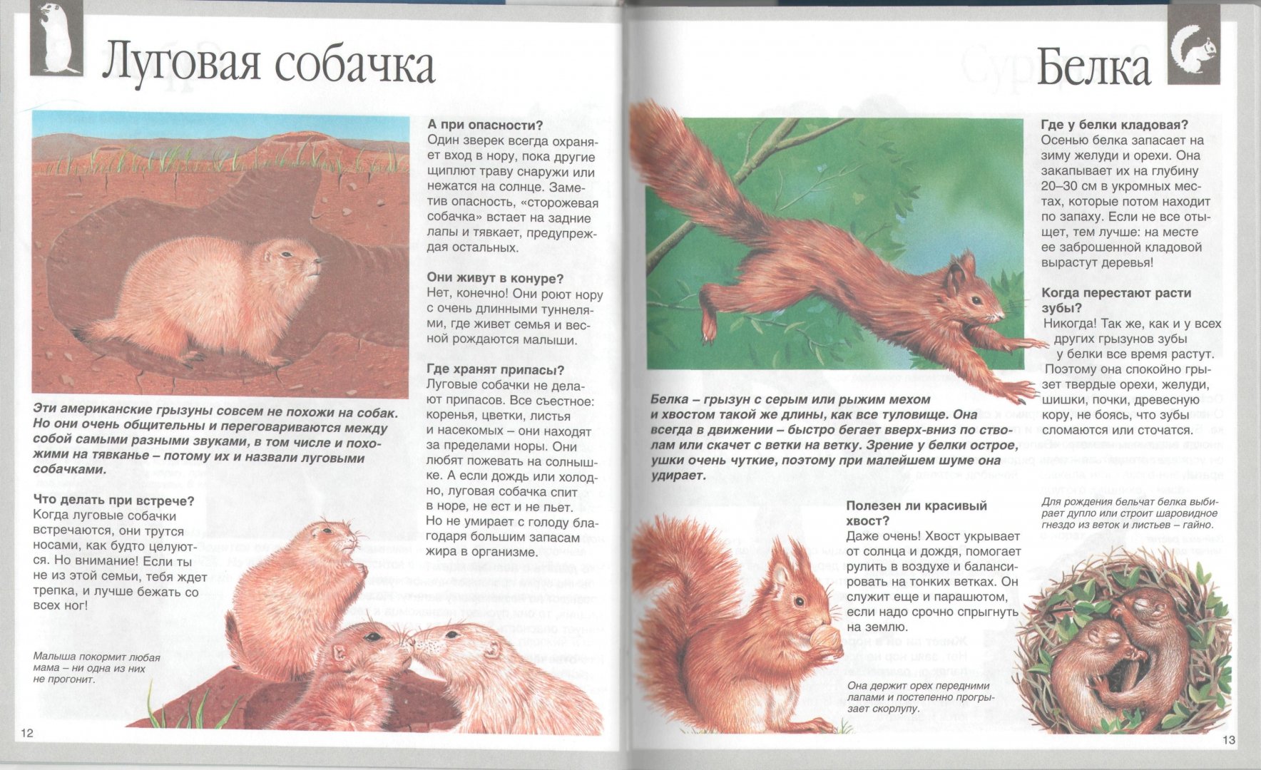 Иллюстрация 1 из 27 для Животные - Букобза, Мулинье | Лабиринт - книги. Источник: Лабиринт