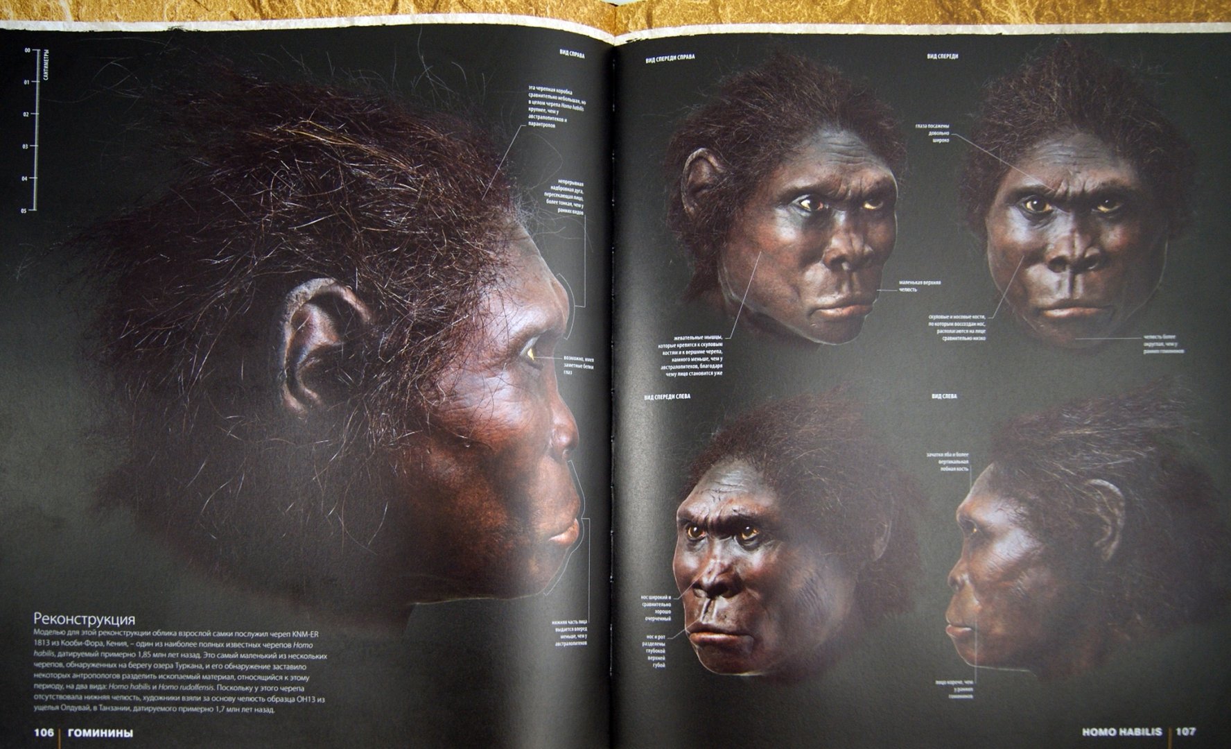 Иллюстрация 1 из 36 для Происхождение человека. Эволюция - Элис Робертс | Лабиринт - книги. Источник: Лабиринт