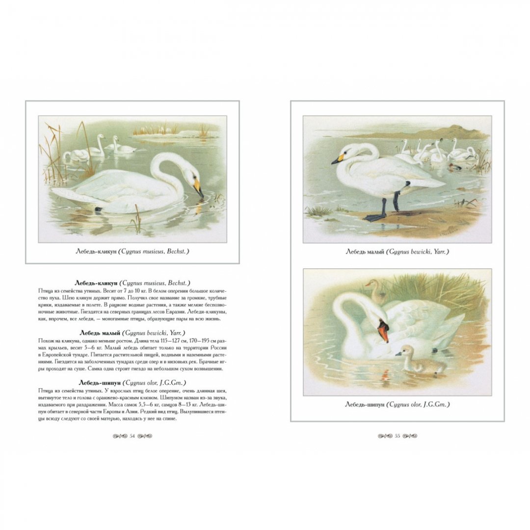 Иллюстрация 9 из 10 для Охотничьи и промысловые птицы Европейской | Лабиринт - книги. Источник: Лабиринт