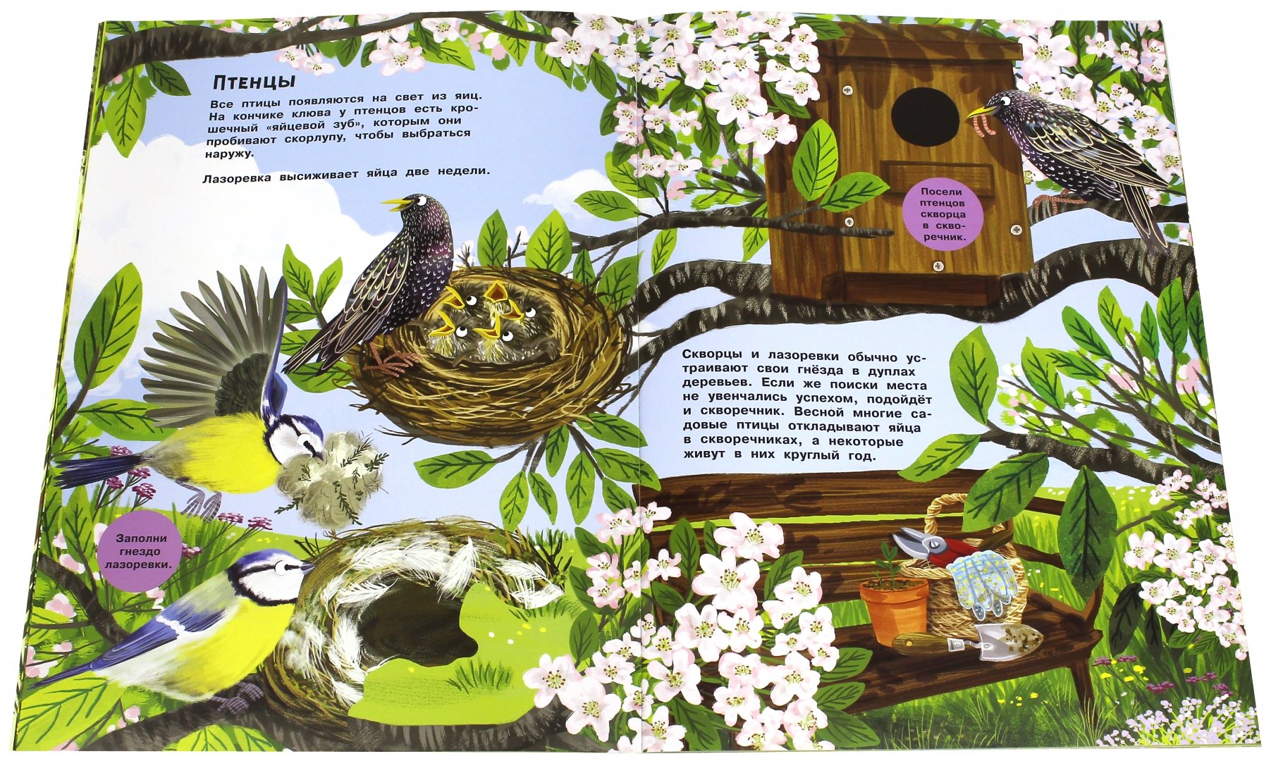 Иллюстрация 1 из 32 для Малиновки, синицы и другие птицы | Лабиринт - книги. Источник: Лабиринт
