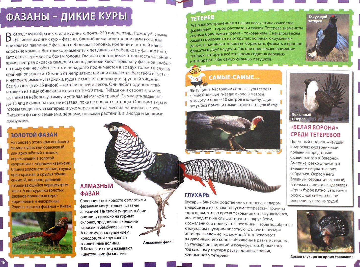 Сколько сидят фазаны. Фазан информация. Книги о птицах. Фазан описание. Ареал фазана.