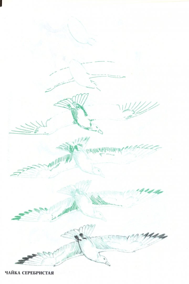 Иллюстрация 1 из 22 для Рисуем 50 птиц - Эймис, Д'Адамо | Лабиринт - книги. Источник: Лабиринт