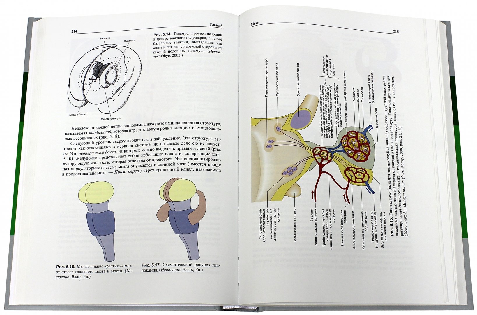 Иллюстрация 1 из 57 для Мозг, познание, разум. Введение в когнитивные нейронауки. В 2-х томах - Баарс, Гейдж | Лабиринт - книги. Источник: Лабиринт