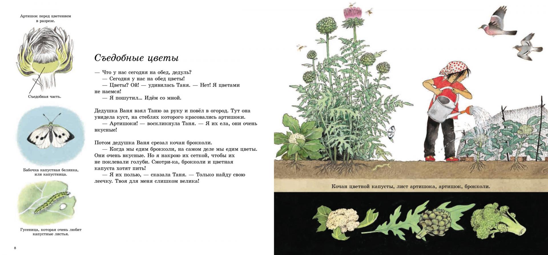 Иллюстрация 13 из 14 для Как растут овощи? (иллюстрации Герды Мюллер) - Герда Мюллер | Лабиринт - книги. Источник: Лабиринт