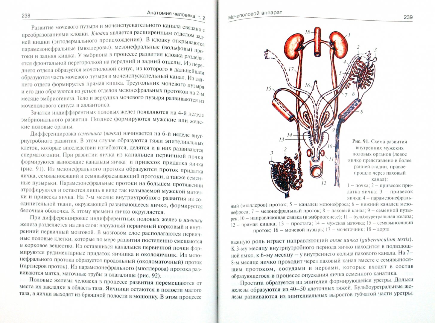 Иллюстрация 1 из 16 для Анатомия человека. В 3-х томах. Том 2 - Сапин, Билич | Лабиринт - книги. Источник: Лабиринт