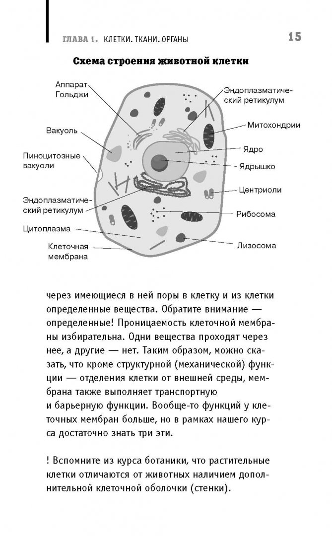 Иллюстрация 12 из 27 для Анатомия на пальцах. Для детей и родителей, которые хотят объяснять детям - Андрей Шляхов | Лабиринт - книги. Источник: Лабиринт
