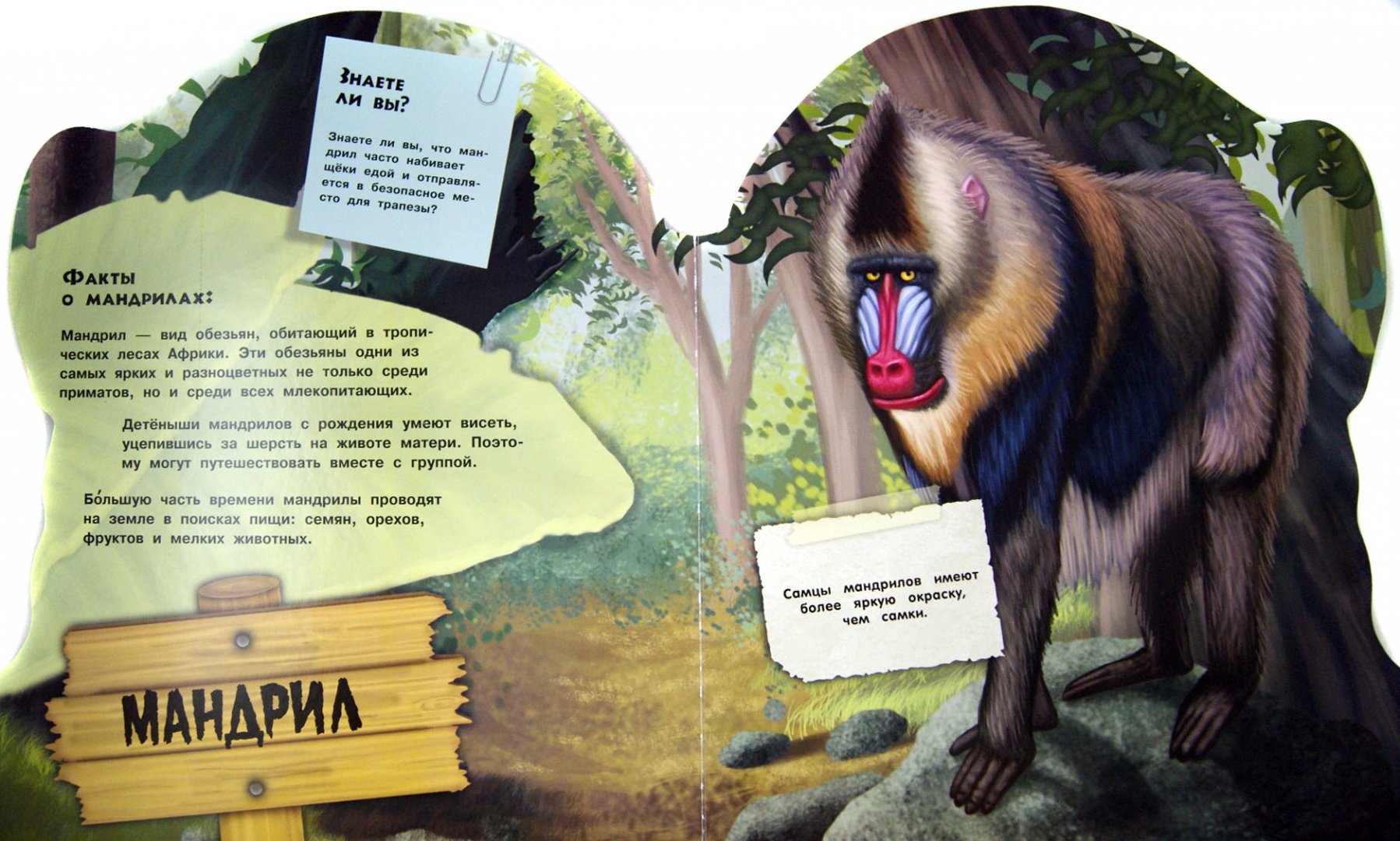 Иллюстрация 1 из 13 для Дикие животные. Умные обезьяны | Лабиринт - книги. Источник: Лабиринт