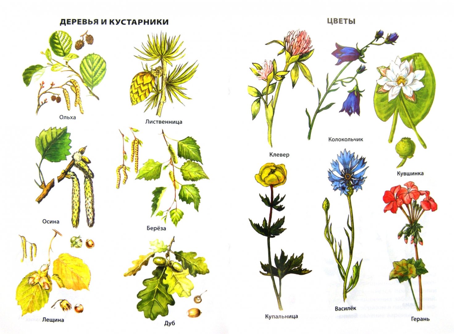 Иллюстрация 3 из 17 для Растения России. ФГОС | Лабиринт - книги. Источник: Лабиринт