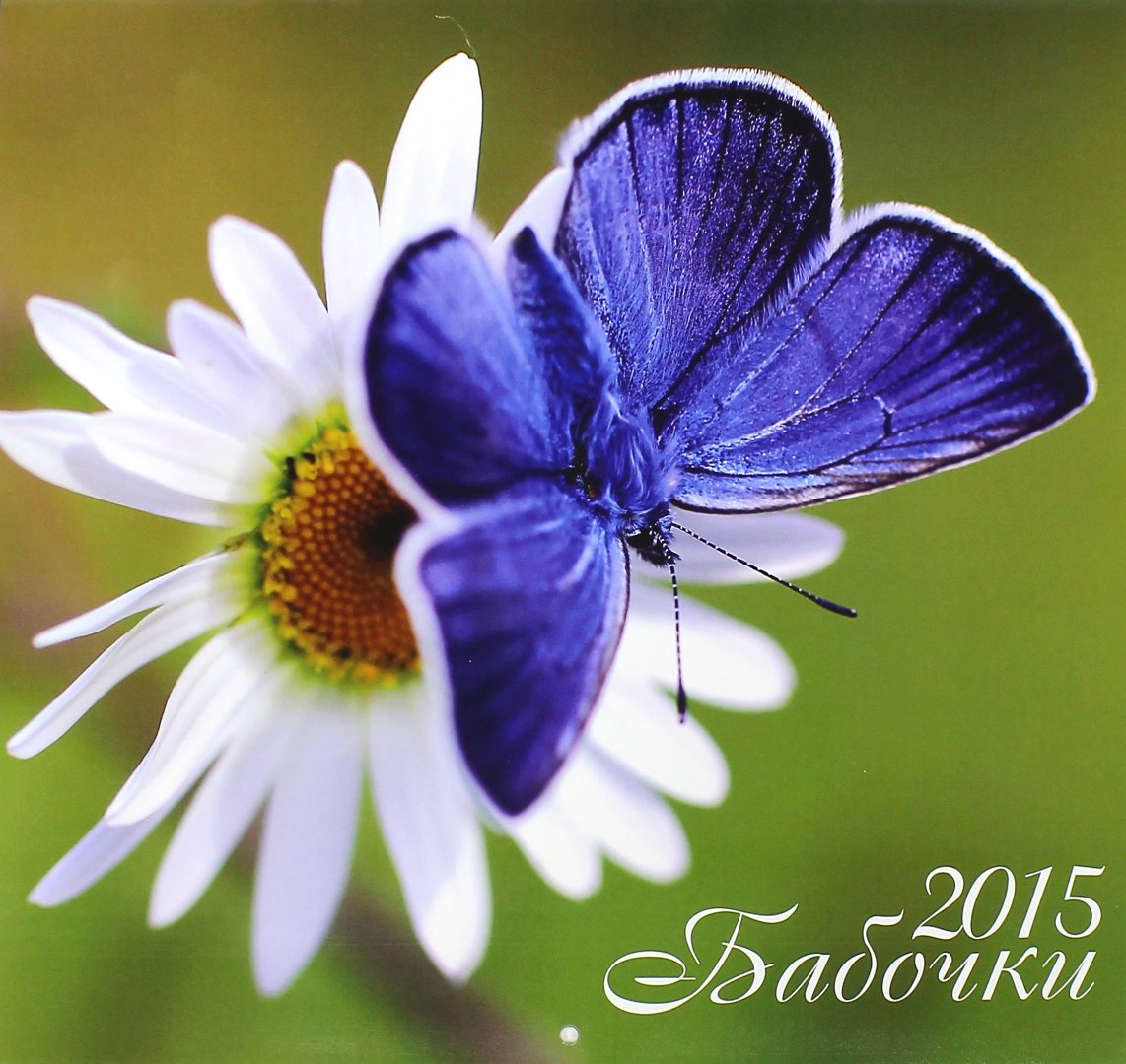 Иллюстрация 2 из 15 для Календарь 2015. Бабочки (12 листов) | Лабиринт - сувениры. Источник: Лабиринт