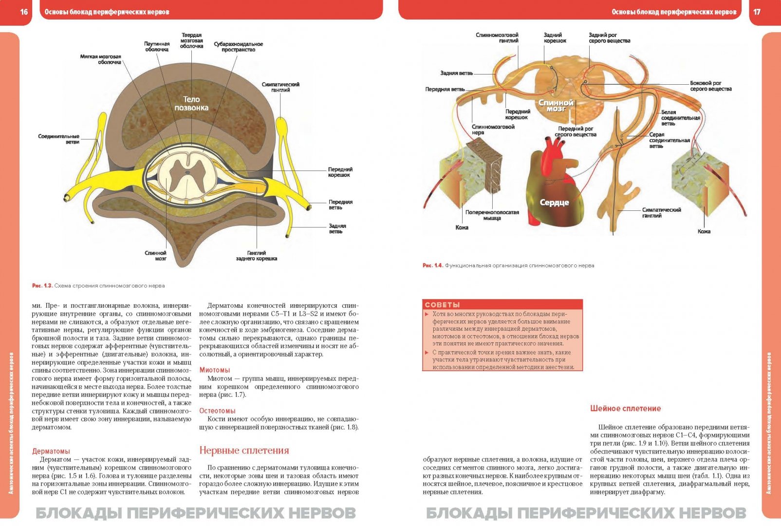Иллюстрация 4 из 6 для Блокады периферических нервов и регионарная анестезия под ультразвуковым контролем - Адмир Хаджич | Лабиринт - книги. Источник: Лабиринт