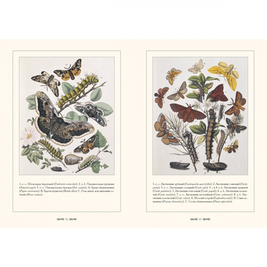 Иллюстрация 5 из 15 для Бабочки Европы | Лабиринт - книги. Источник: Лабиринт