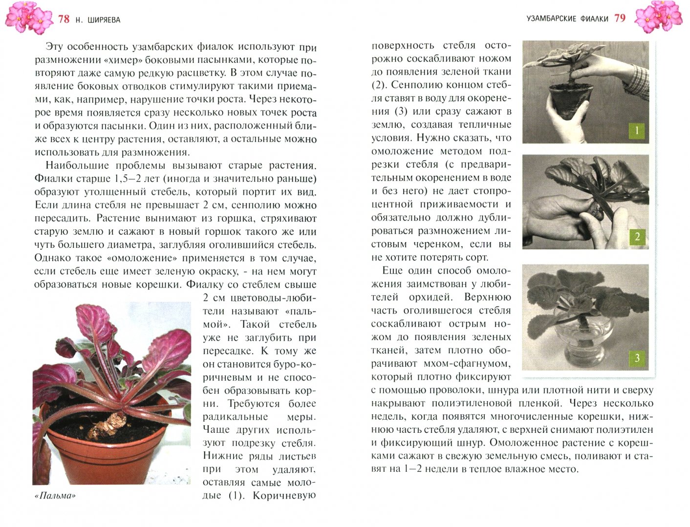 Иллюстрация 1 из 5 для Узамбарские фиалки - Надежда Ширяева | Лабиринт - книги. Источник: Лабиринт