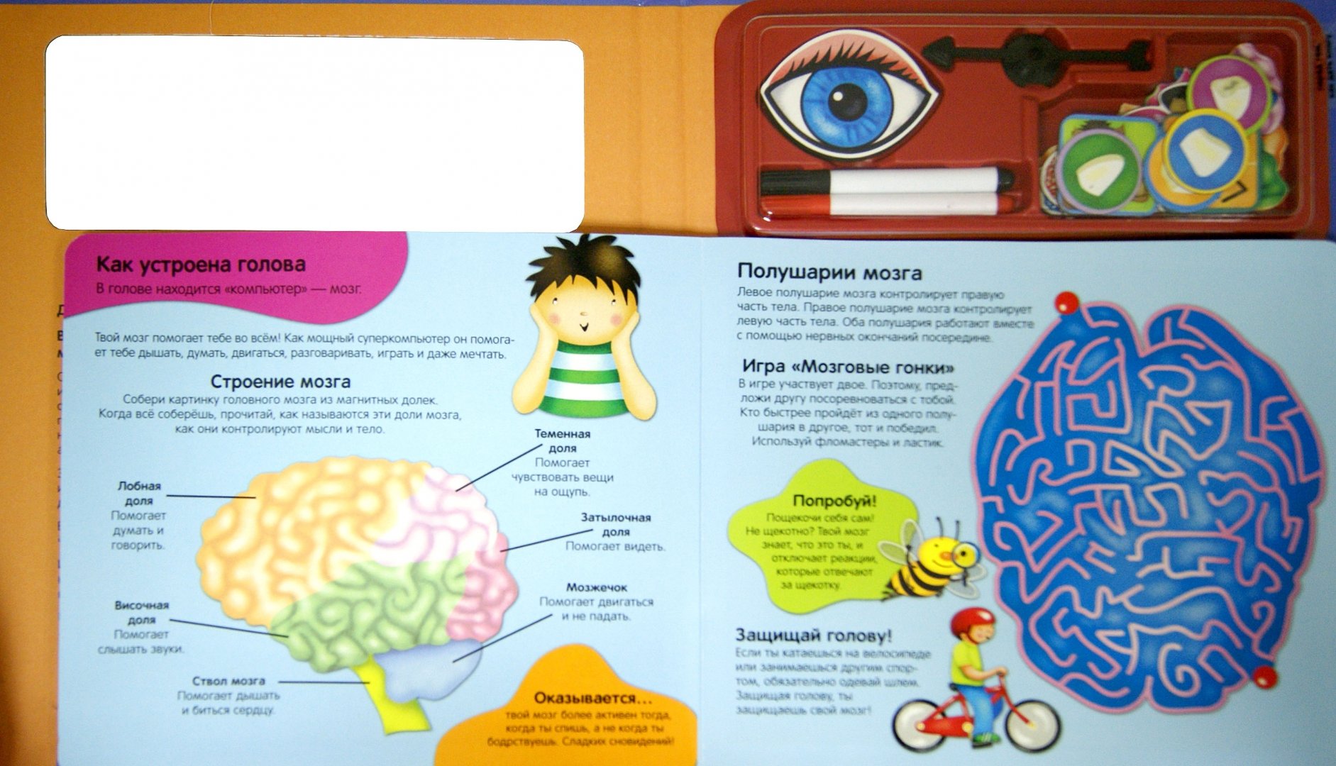 Видеть слышать осязать. Как мы видим книга. Упражнения для развития полушарий мозга. Доли полушария головного мозга. Вижу слышу чувствую книга для детей.