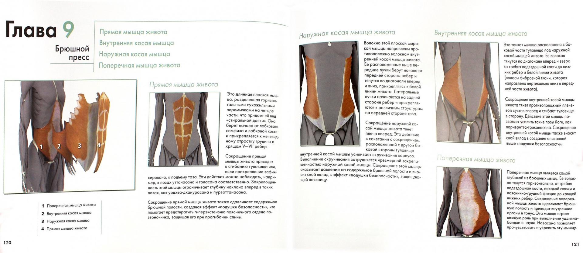 Иллюстрация 3 из 23 для Ключевые мышцы йоги - Рэй Лонг | Лабиринт - книги. Источник: Лабиринт