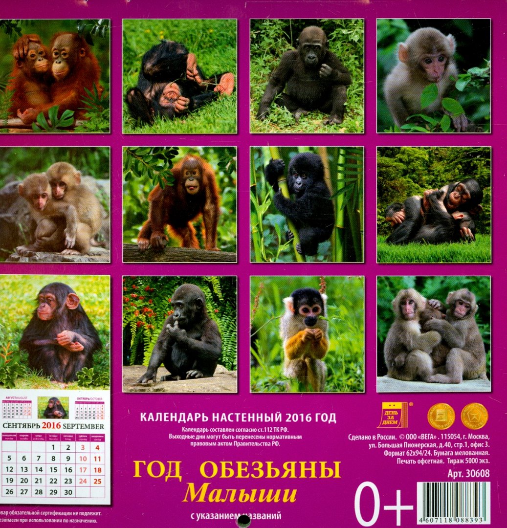 Год обезьяны календари. Календарь с обезьяной. Календарь 2004 год обезьяны. Календарь 2016 год обезьяны. Год обезьяны 2004 год.