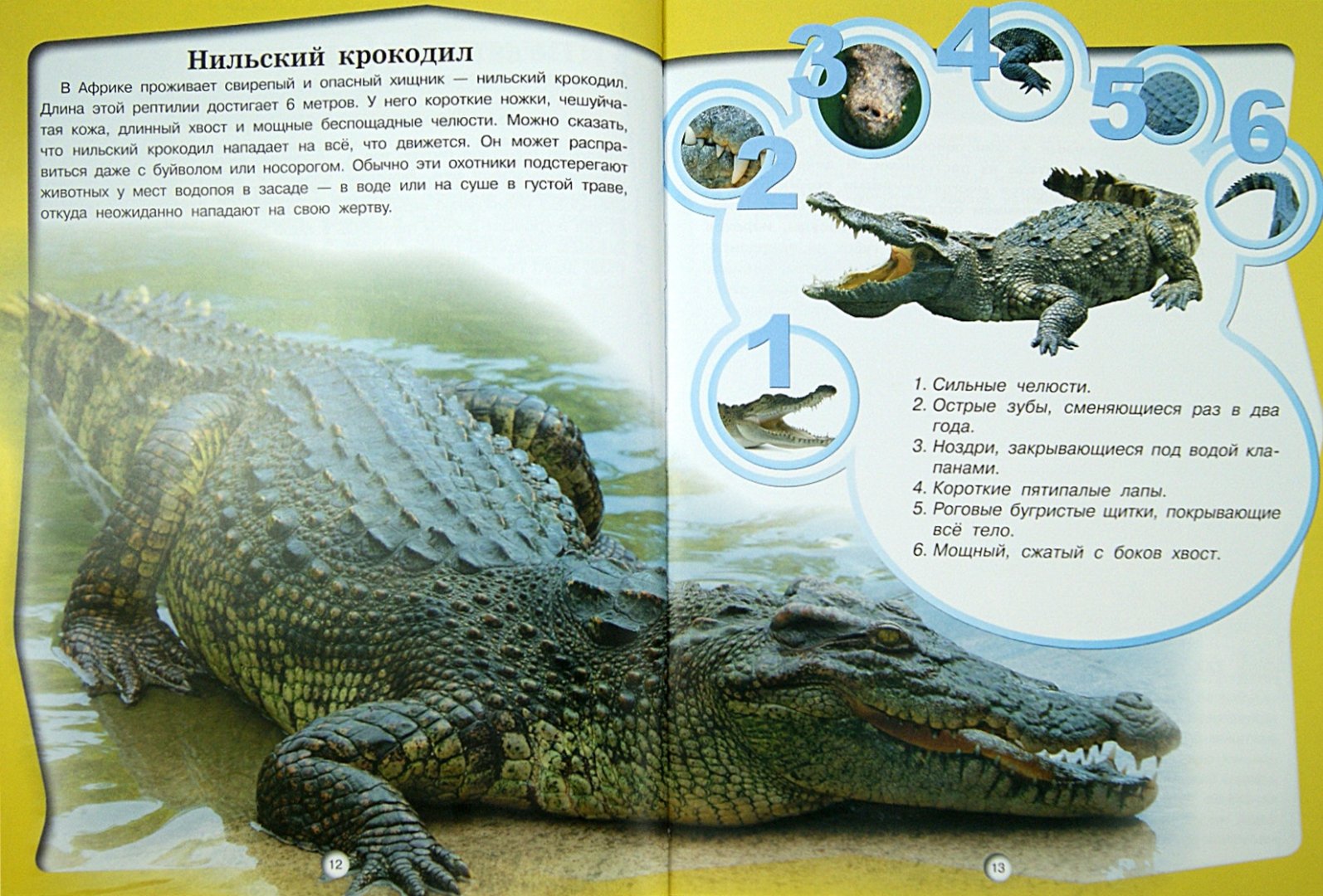 Иллюстрация 1 из 17 для Животные - Д. Кошевар | Лабиринт - книги. Источник: Лабиринт
