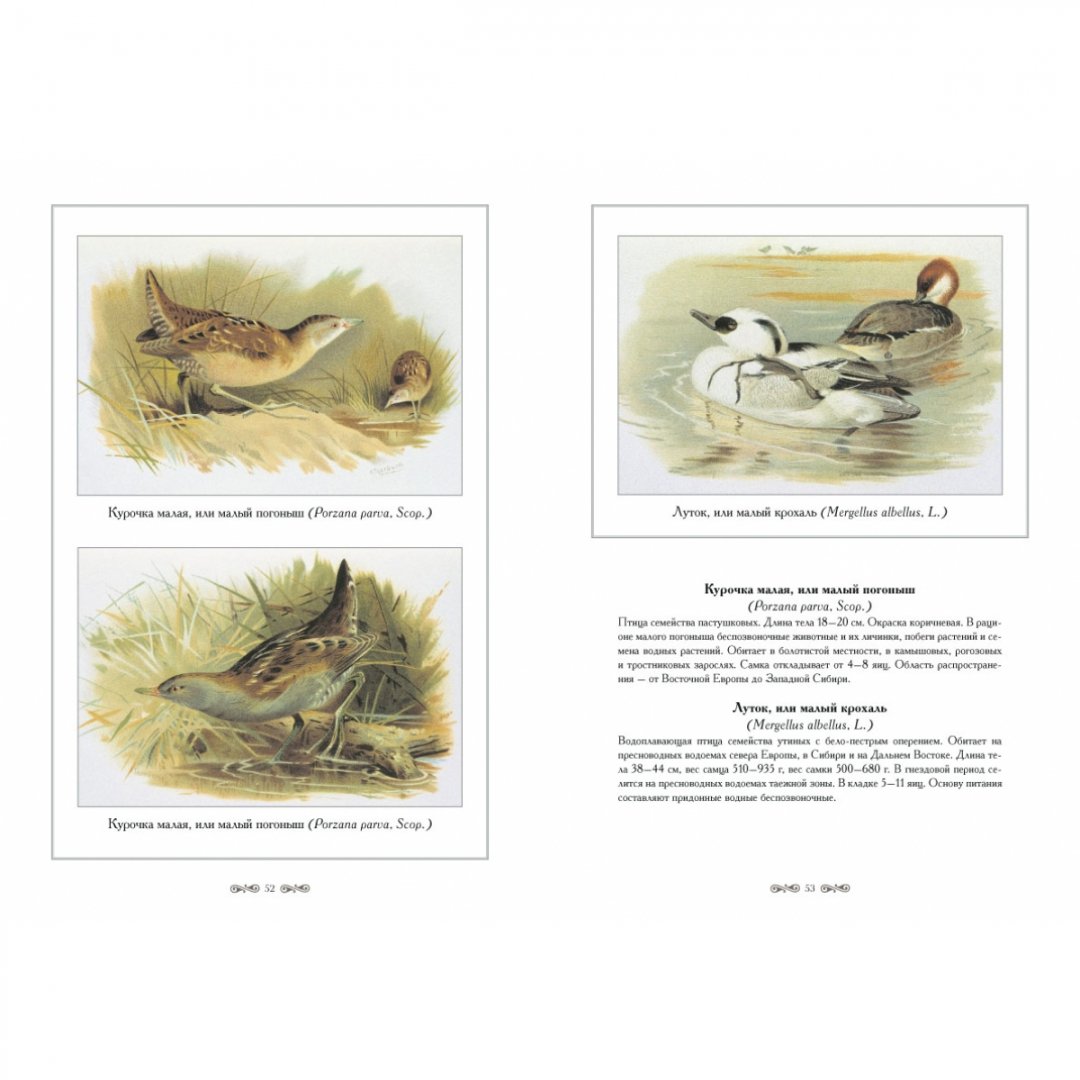 Иллюстрация 8 из 10 для Охотничьи и промысловые птицы Европейской | Лабиринт - книги. Источник: Лабиринт