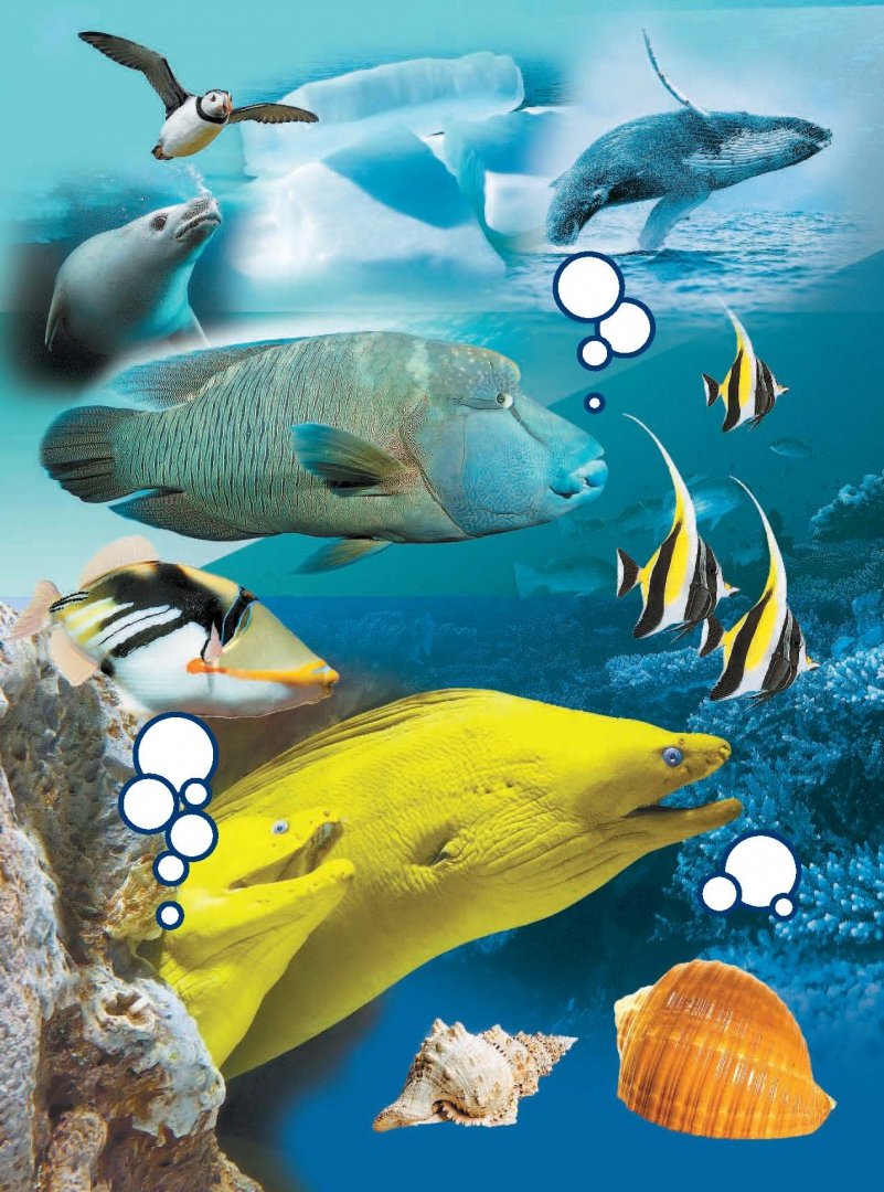 Иллюстрация 3 из 30 для Жизнь океана - Александр Тихонов | Лабиринт - книги. Источник: Лабиринт