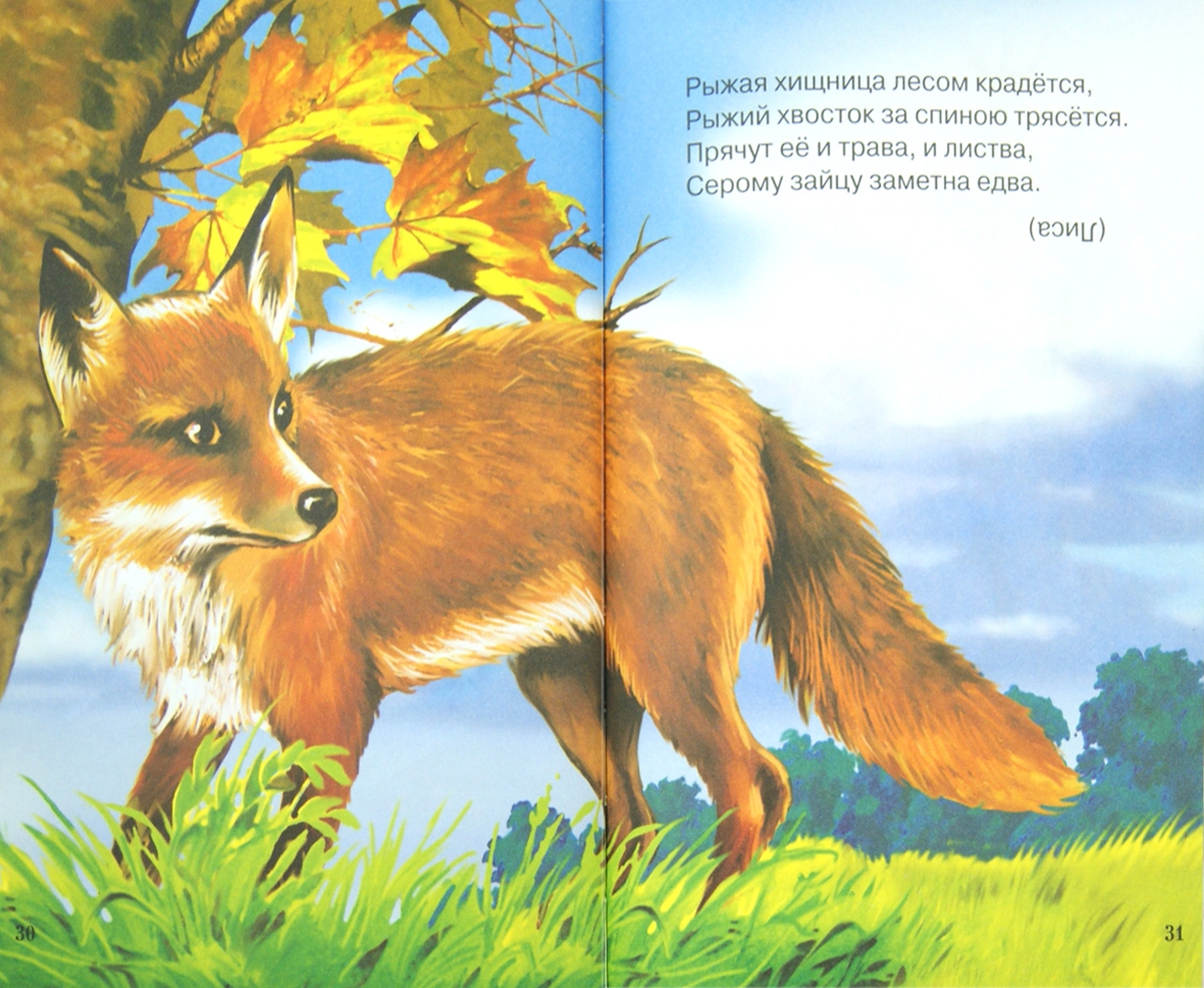 Иллюстрация 1 из 28 для Лесные загадки. Сборник загадок | Лабиринт - книги. Источник: Лабиринт