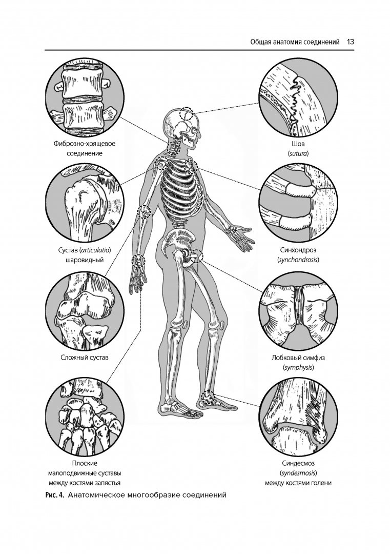 Иллюстрация 11 из 19 для Анатомия соединений - Валентин Козлов | Лабиринт - книги. Источник: Лабиринт