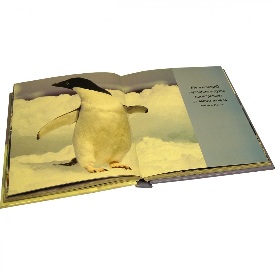Иллюстрация 10 из 10 для Глупый пингвин робко прячет, умный смело достает! - Сан Хо | Лабиринт - книги. Источник: Лабиринт