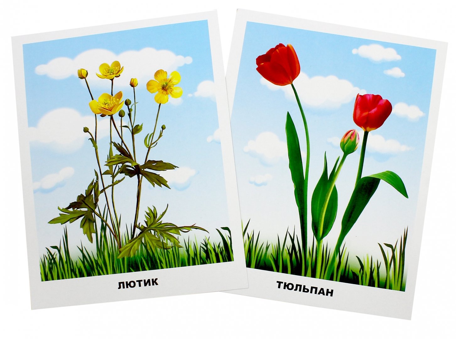 Иллюстрация 1 из 16 для Полевые цветы | Лабиринт - игрушки. Источник: Лабиринт