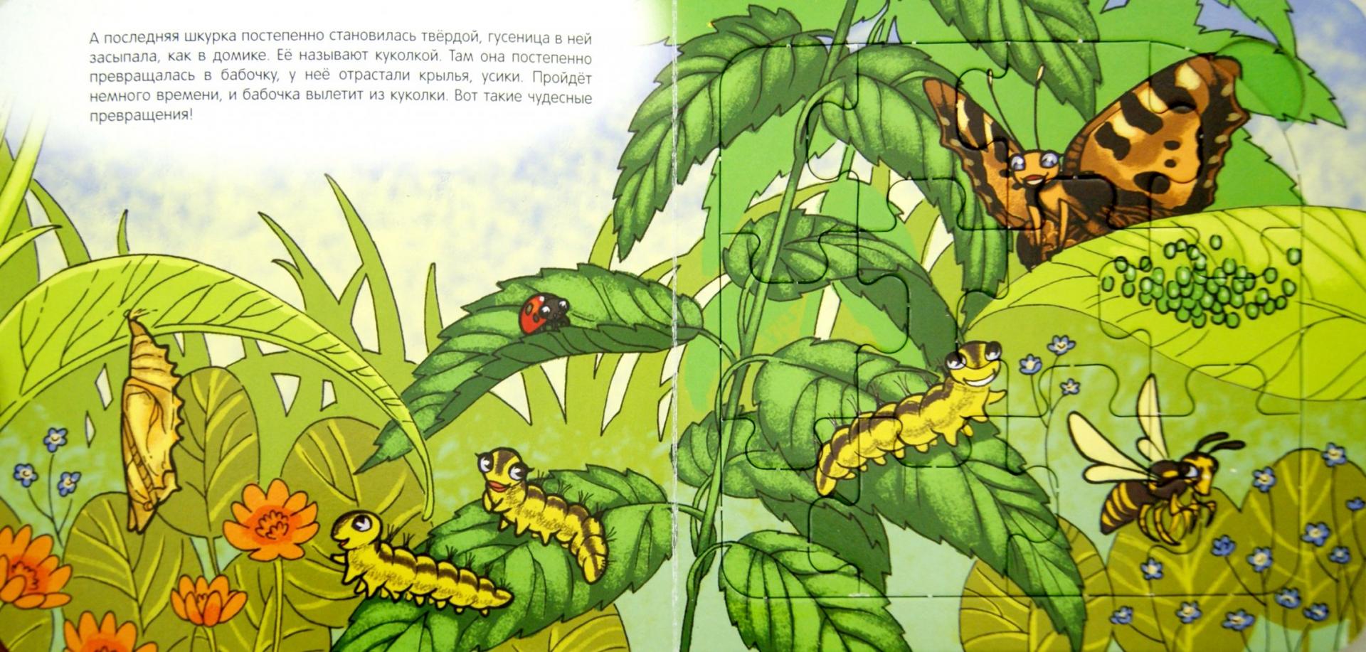 Иллюстрация 1 из 6 для Книжка-игрушка "Бабочка. Волшебные превращения" (93294) - Нина Иманова | Лабиринт - игрушки. Источник: Лабиринт