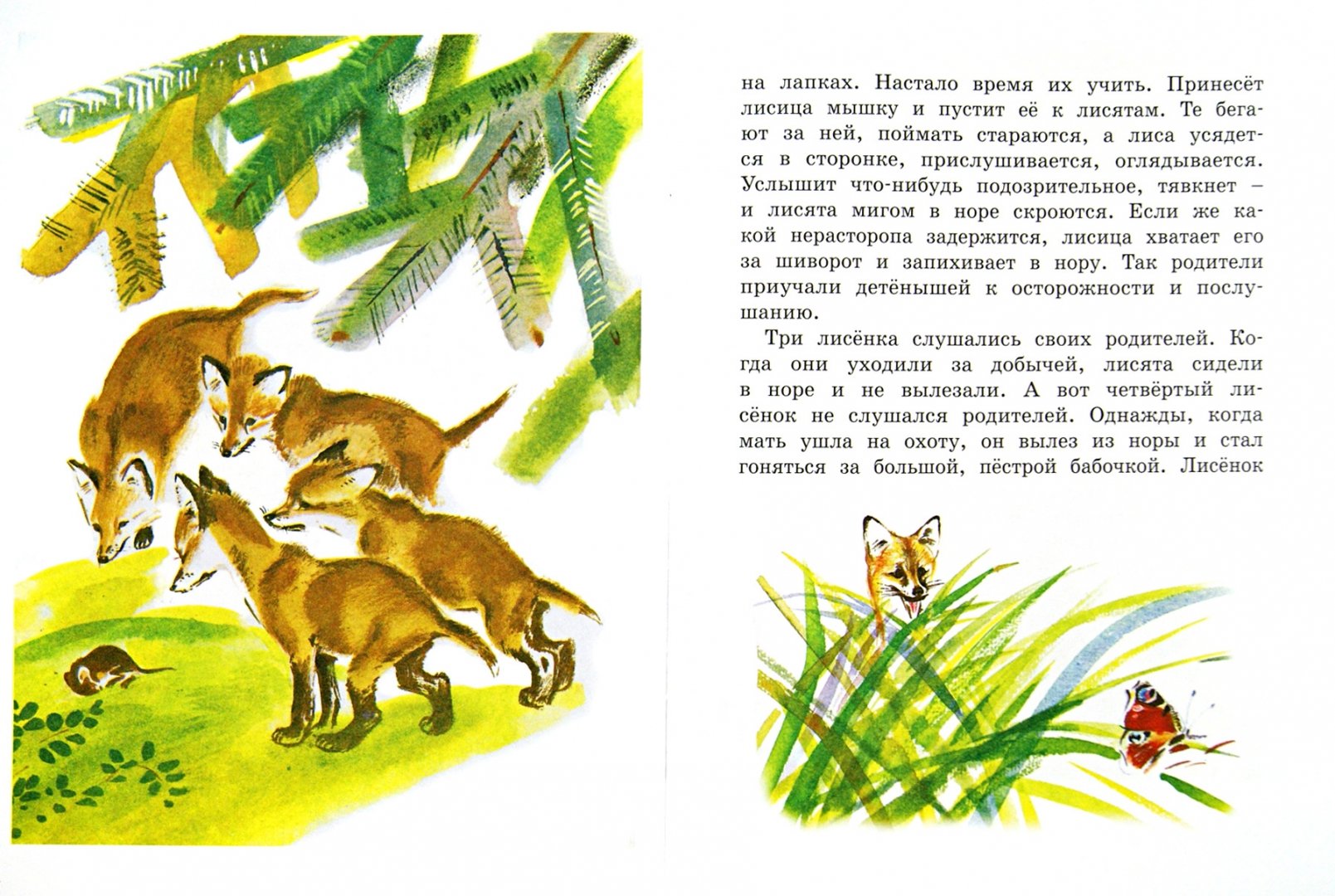 Иллюстрация 1 из 34 для Как лиса в лесу живёт - Вера Чаплина | Лабиринт - книги. Источник: Лабиринт