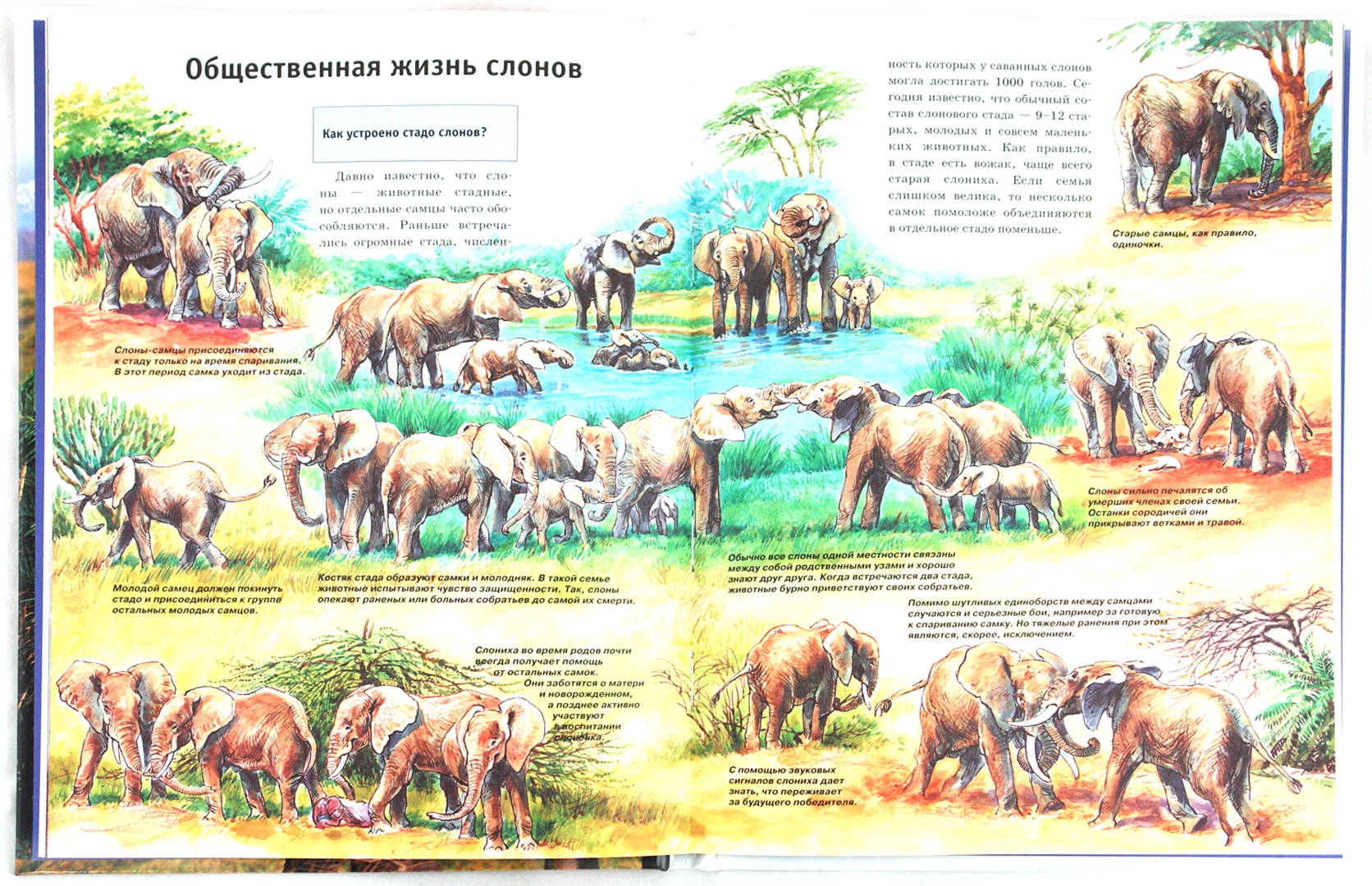 Иллюстрация 1 из 19 для Слоны - Ульрих Зедлаг | Лабиринт - книги. Источник: Лабиринт