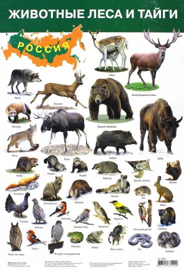 Книга: Плакат Животные леса и тайги (2687). Купить книгу, читать  рецензии | ISBN 4607147371220 | Лабиринт