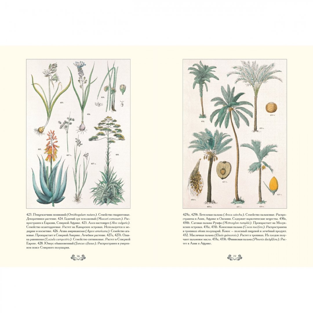 Иллюстрация 12 из 12 для Ботанический атлас. Карл фон Гофман - Готман фон | Лабиринт - книги. Источник: Лабиринт