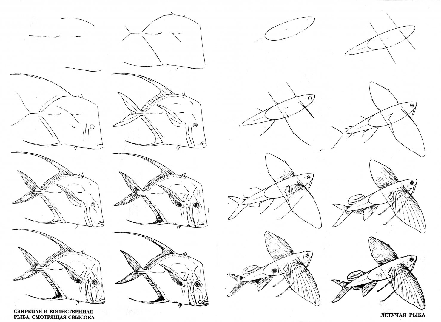 Иллюстрация 1 из 33 для Рисуем 50 акул, китов и других морских животных - Эймис, Бадд | Лабиринт - книги. Источник: Лабиринт