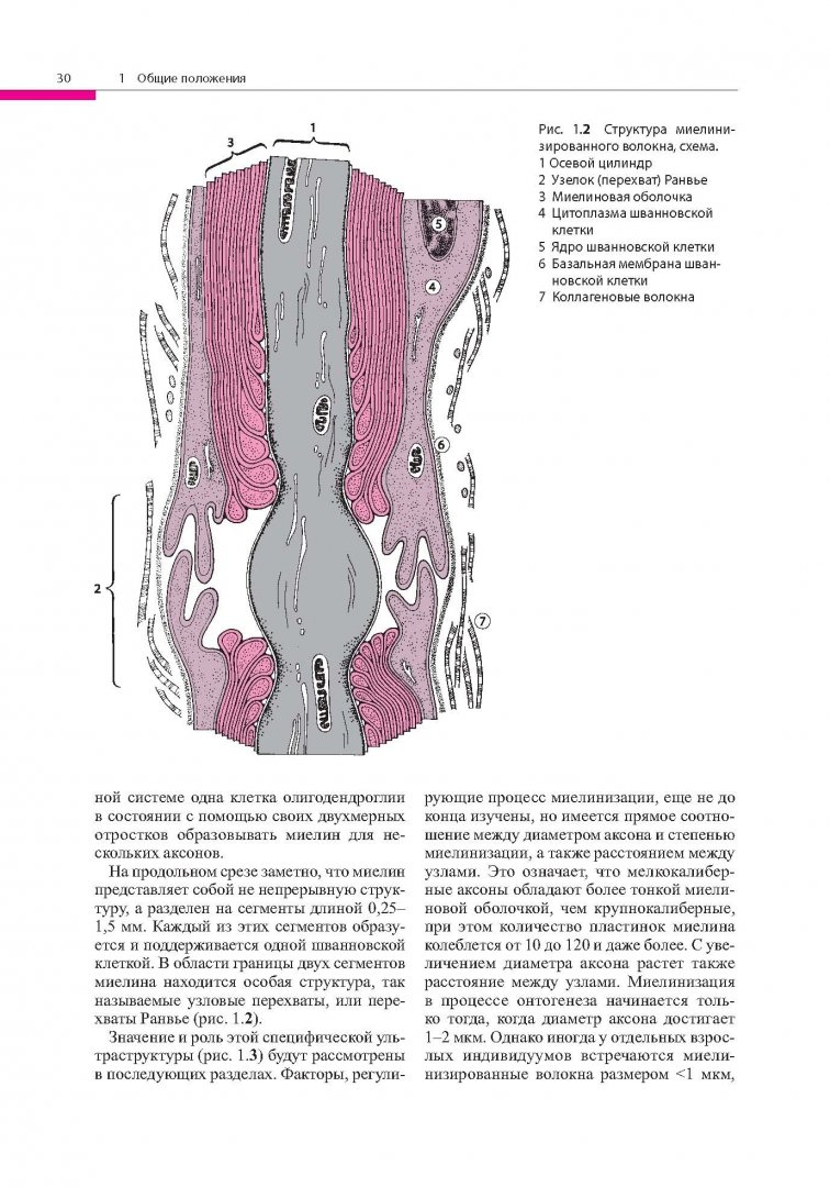 Иллюстрация 21 из 32 для Поражения периферических нервов и корешковые синдромы - Мументалер, Штер, Мюллер-Фаль | Лабиринт - книги. Источник: Лабиринт