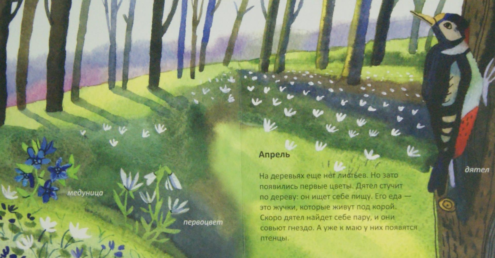 Иллюстрация 1 из 40 для Лес. Времена года - Анна Веркина | Лабиринт - книги. Источник: Лабиринт