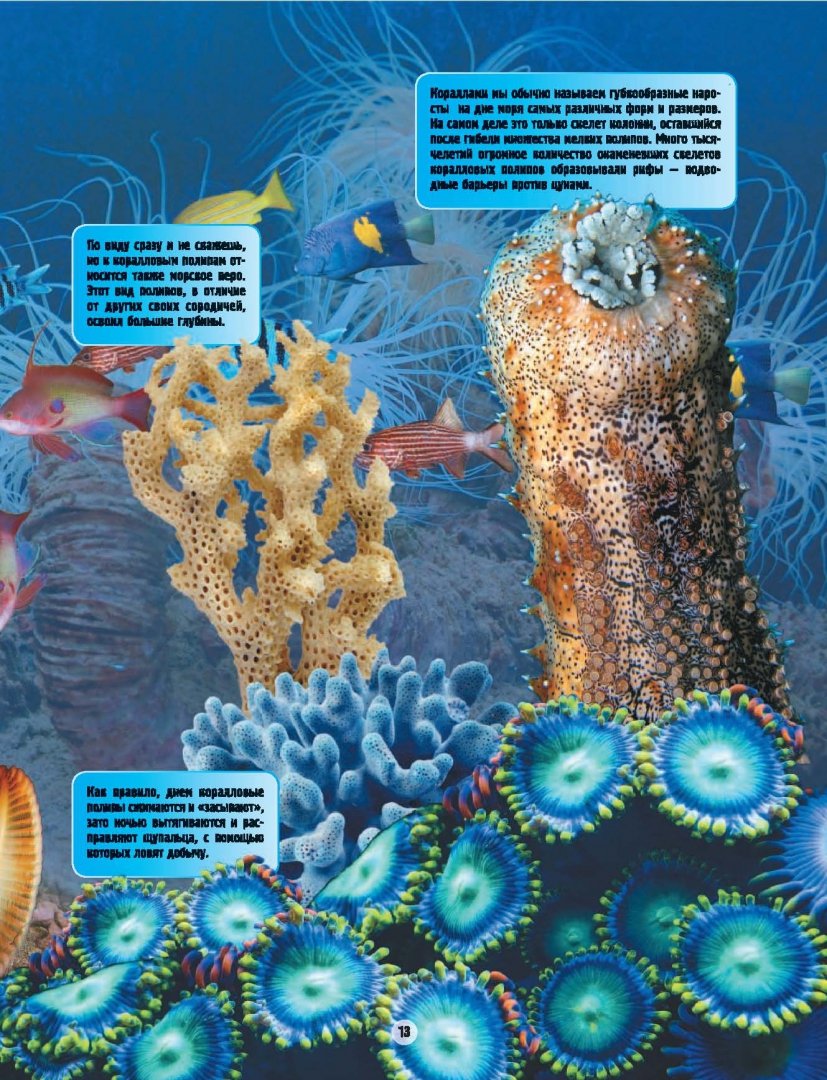 Иллюстрация 6 из 20 для Подводные обитатели - Вячеслав Ликсо | Лабиринт - книги. Источник: Лабиринт