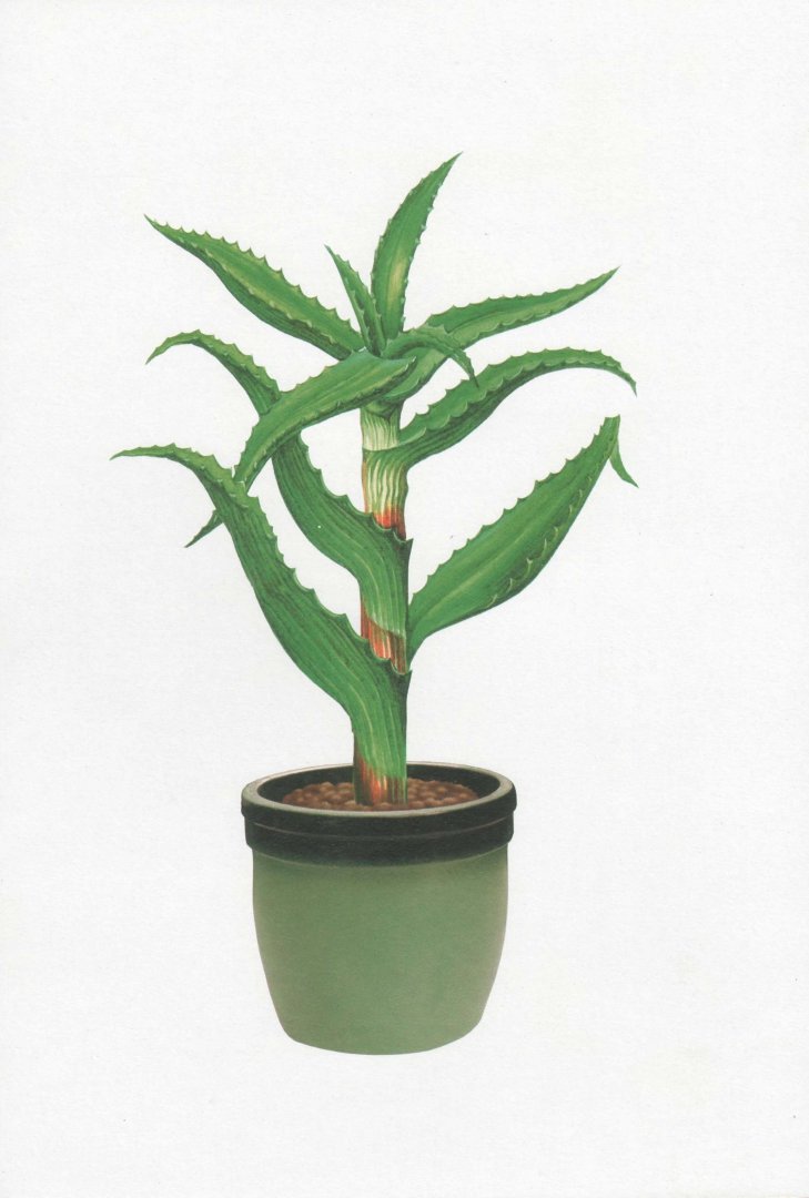 Иллюстрация 1 из 8 для Комнатные растения. Демонстрационный материал для фронтальных занятий | Лабиринт - книги. Источник: Лабиринт