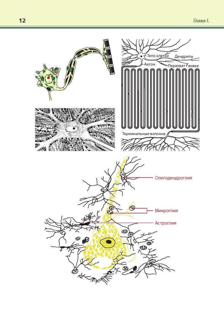 Иллюстрация 2 из 20 для Иллюстрированная неврология развития - Игорь Скворцов | Лабиринт - книги. Источник: Лабиринт