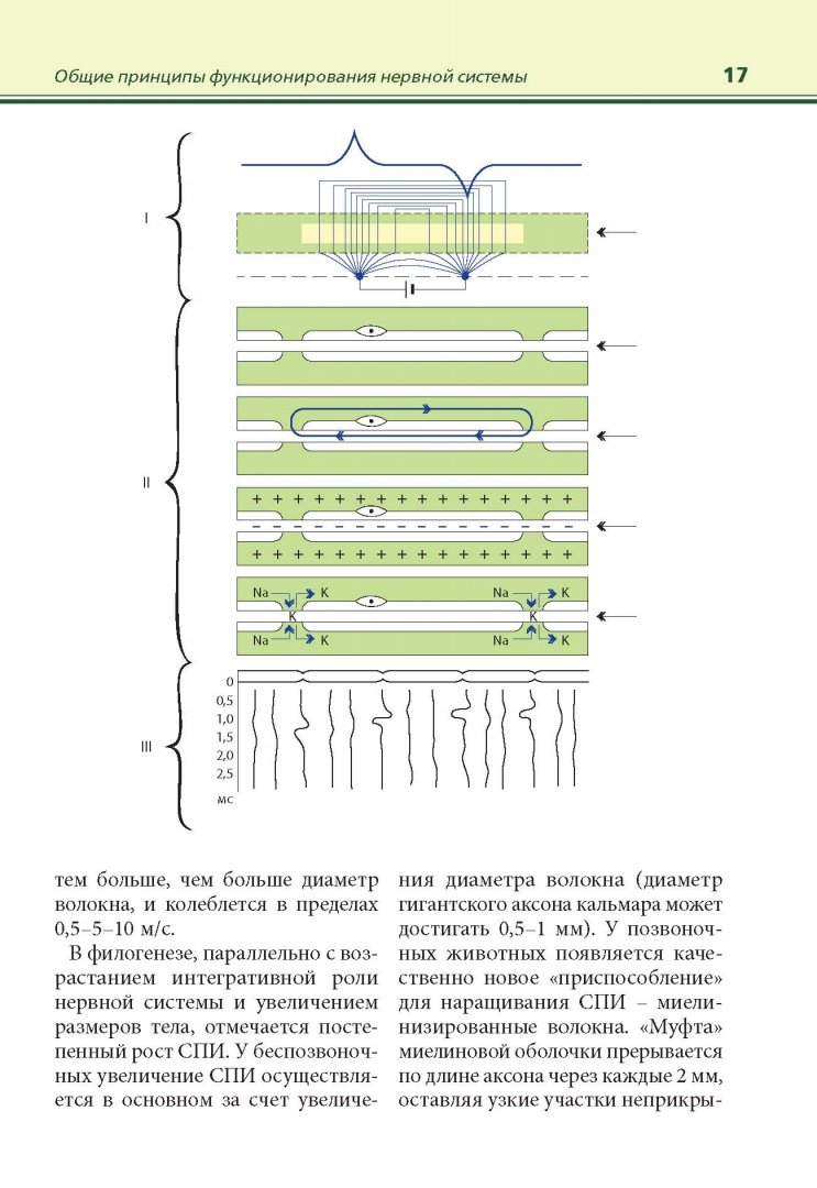 Иллюстрация 7 из 20 для Иллюстрированная неврология развития - Игорь Скворцов | Лабиринт - книги. Источник: Лабиринт